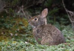 Andean Cottontail